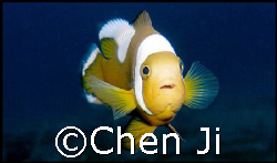 just another face of nemo.

very hard to get this shot ... by Chen Ji 